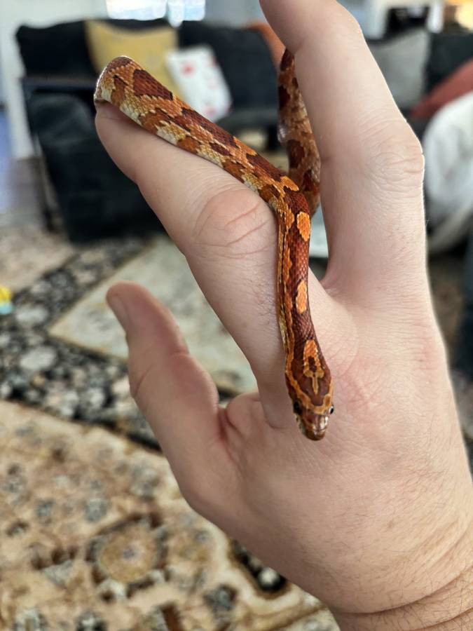 The corn snake is a harmless constrictor native to the southeastern United States, including Georgia, and one of the most widely kept pet snakes. They do well with a real temperature gradient (a warm end and a cool end that actually differ), a secure lid, and frozen-thawed rodents. Because they are also a local wild species, a pet that gets loose is not something to turn out into the woods, and a blotched snake on a property is not automatically a corn snake.