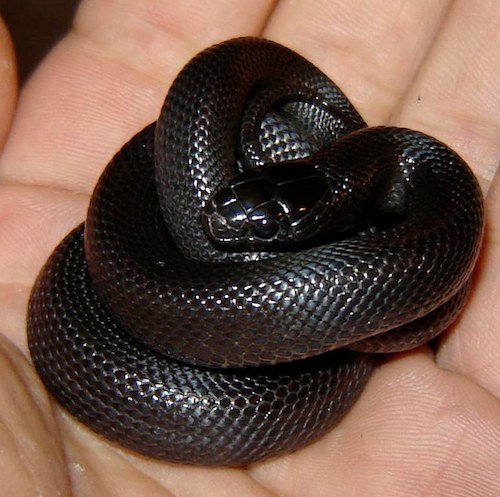 Juvenile Mexican black kingsnake coiled in hand — uniformly black, not California / gray-banded / milk.