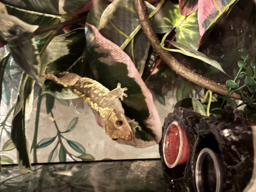 The crested gecko is a New Caledonian climber kept widely because it stays small and because a complete gecko diet replaces most of the insect chore. They do well in a tall enclosure that cycles wet after a mist and drier toward the 50s, in a room that stays in the 70s. They jump, they can drop a tail that will not grow back, and they are not a species that needs a friend.