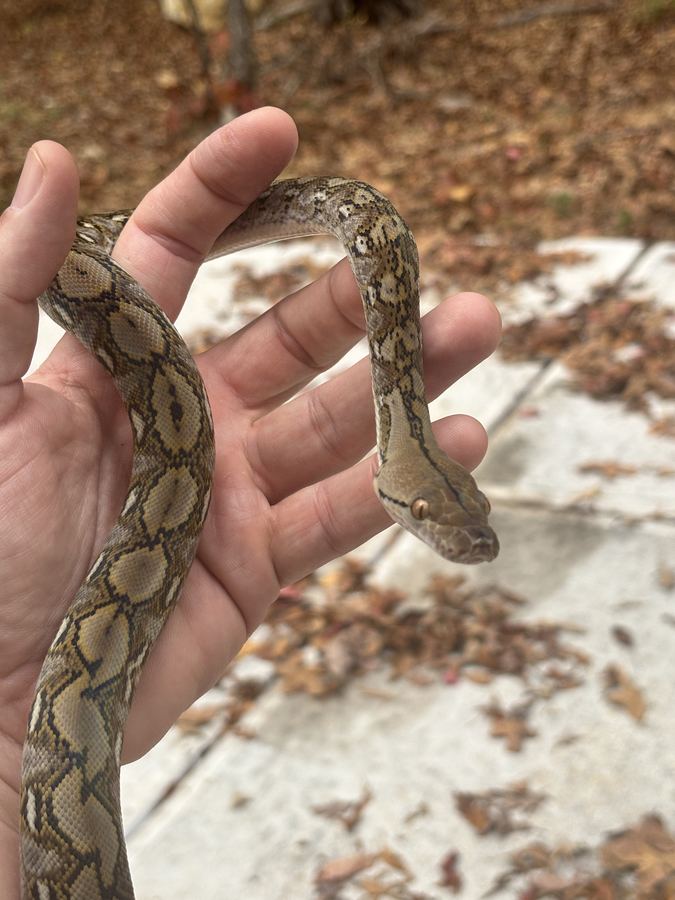 Reticulated python on hand showing reticulated dorsal netting.