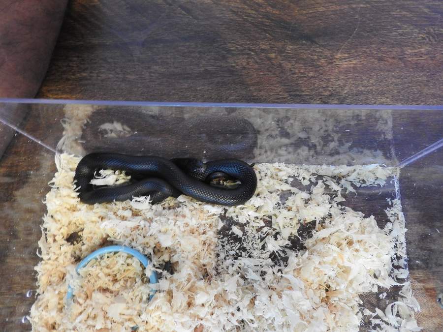 Mexican black kingsnake in a ventilated tub on aspen bedding.