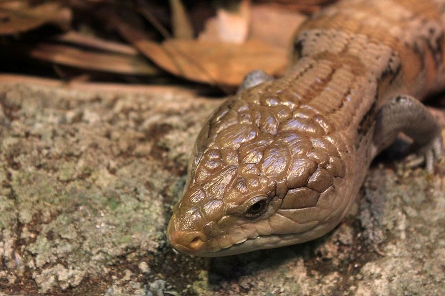 Blue-tongued skink head portrait showing broad skull and smooth scales.