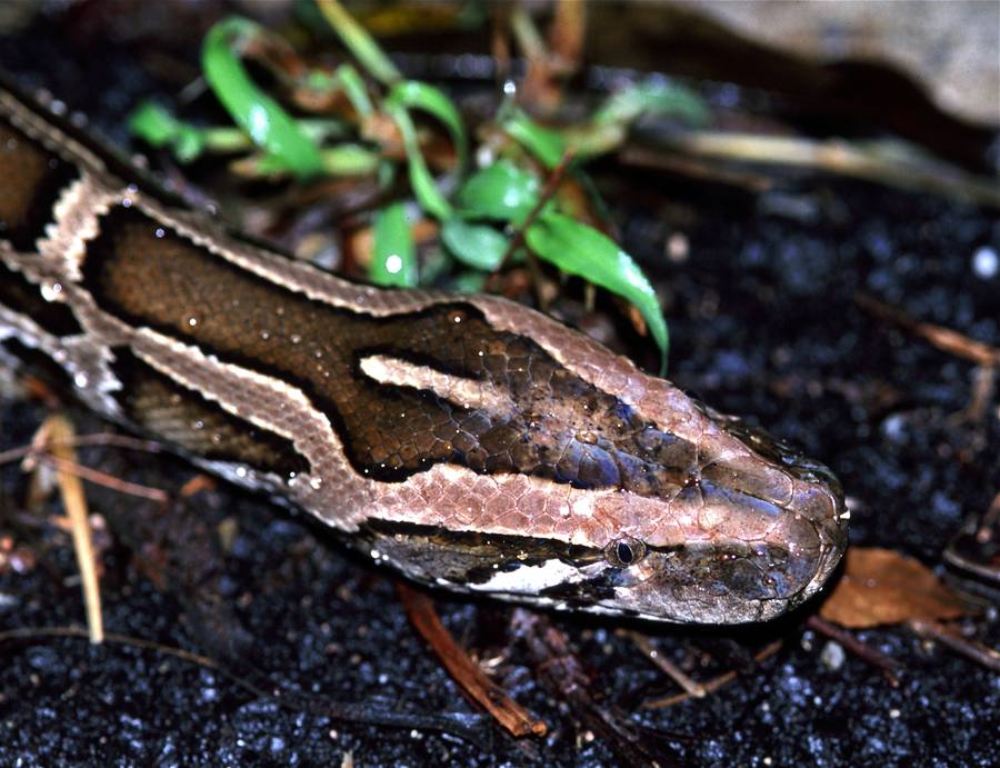 Burmese python close-up showing arrowhead head mark and labyrinth body blotches.