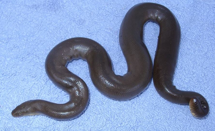 The rubber boa is a small, cool-climate North American boa kept for a soft look and a famously gentle temperament. They need cooler temperatures than most pet snakes, deep substrate to burrow, and a secure lid. They are a western species, not a Georgia native; overheating is the