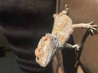 Alert bearded dragon portrait showing beard spikes (morph not confirmed as wild-type).