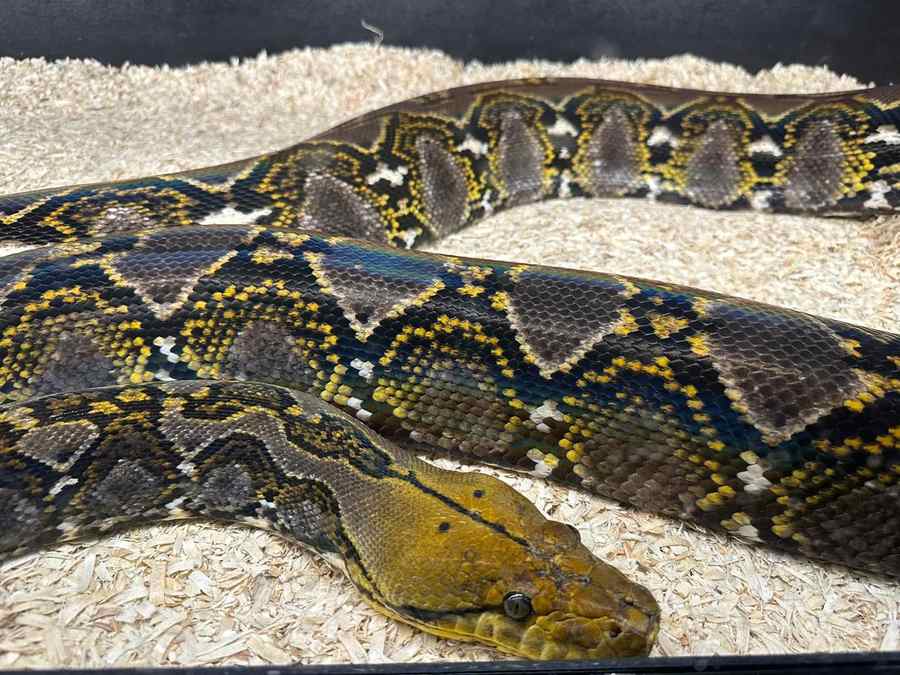 Reticulated python coiled on wood-shaving substrate in a tub/PVC setup (not a finished adult display vivarium).
