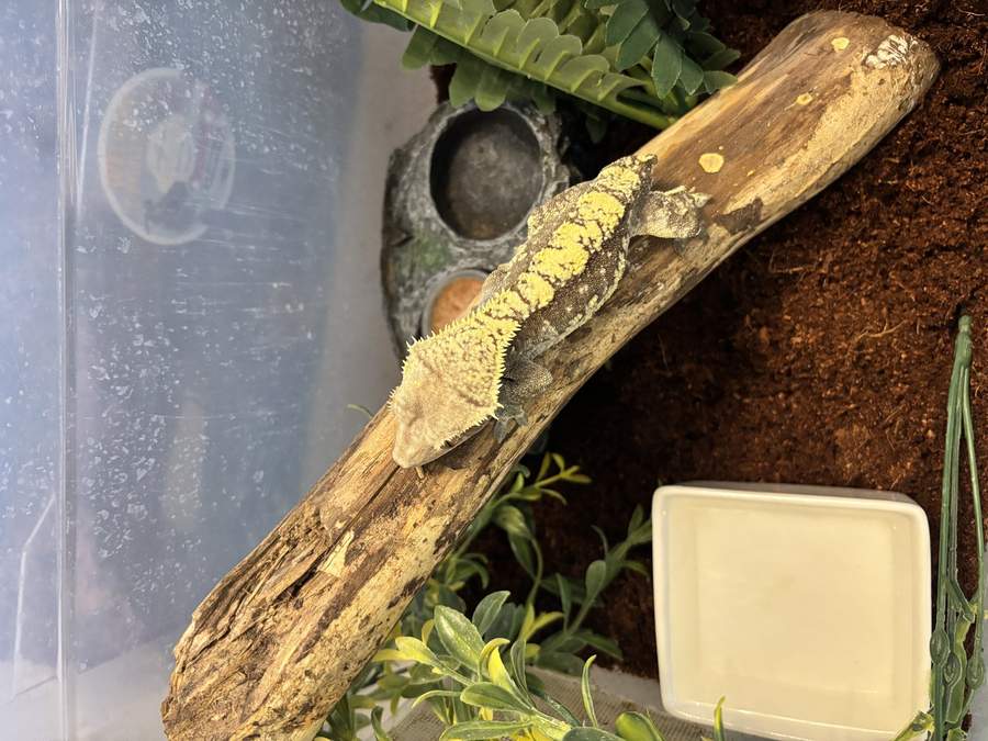 Crested gecko on a branch perch with coir floor, water dish, and elevated feeding ledge — furnished tub/grow-out, not a finished tall adult viv. Frogbutt (tailless; cresteds do not regrow a dropped tail).