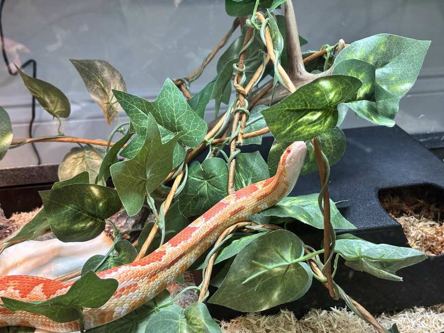 Corn snake climbing in a furnished tub