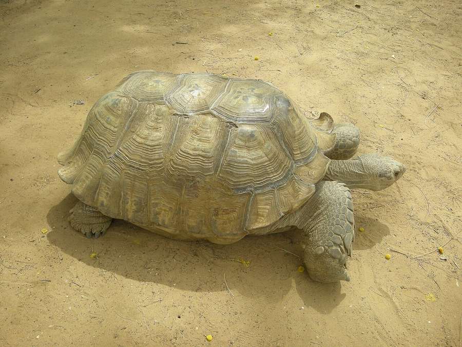 Sulcata tortoise in an outdoor sandy/grass pen — large terrestrial grazer that needs real outdoor space. Stock photo (Wikimedia Commons, public domain, Ji-Elle / Bandia).