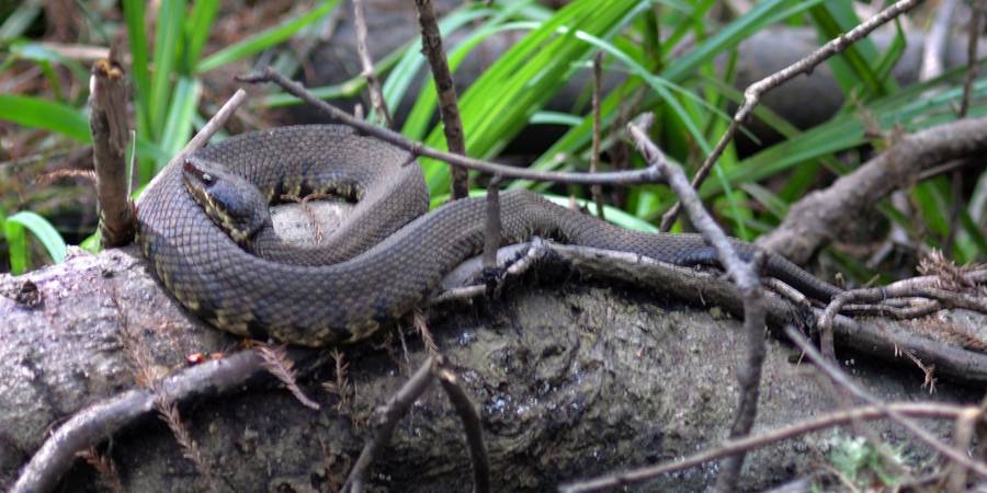 venomous-snake