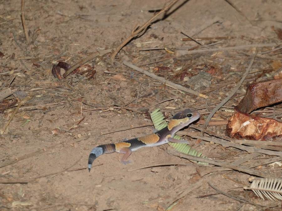 African fat-tailed gecko on sandy ground — banded pattern and fat tail for species ID, not a leopard gecko. Stock photo (iNaturalist CC-BY-NC); not publish-ready until Josh confirms license.