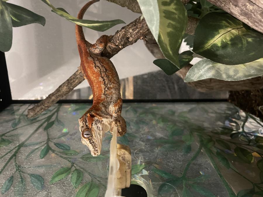 Gargoyle gecko at an elevated diet dish on a magnetic ledge in a planted tub — furnished tub/grow-out, not a finished tall adult viv.
