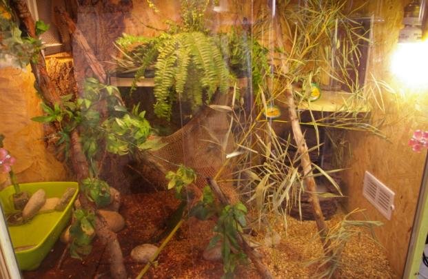 Tall arboreal vivarium with climbing branches, a swimming basin, plants, and a bright basking lamp — the footprint Chinese water dragons need. Stock photo (Wikimedia Commons, public domain, Korova-milkbar).