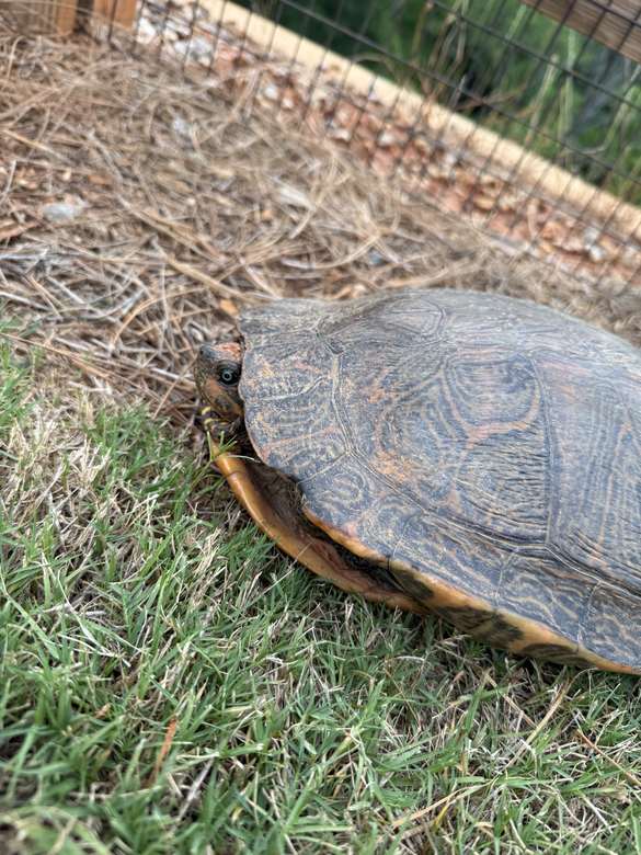 Eastern box turtle in an outdoor pen with grass, pine straw, and mesh fencing — natural substrate husbandry.