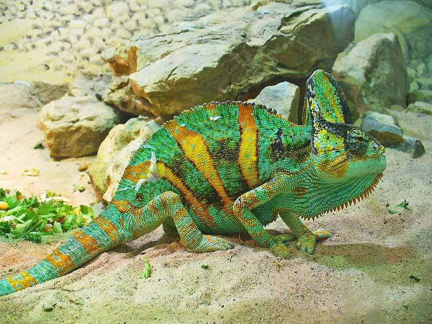 The veiled chameleon is an arboreal Yemen and Saudi Arabian lizard kept for the casque and color change. They need a tall, well-ventilated enclosure, a measured basking perch, linear UVB, daytime-dry and night-humid air, and moving water they will actually drink. They are solitar