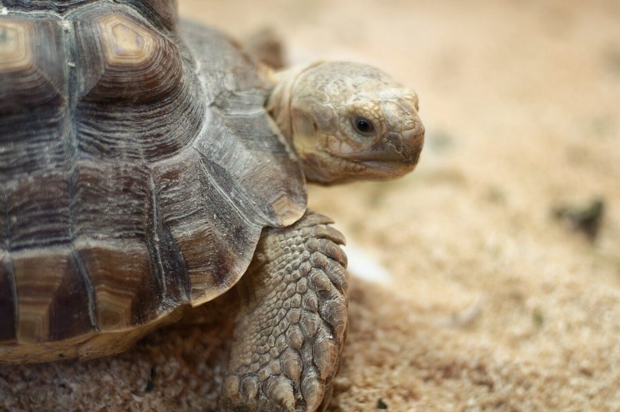 Sulcata tortoise head close-up — thick scales and beak typical of Centrochelys sulcata. Stock photo (Wikimedia Commons, CC0, Derrick Coetzee).