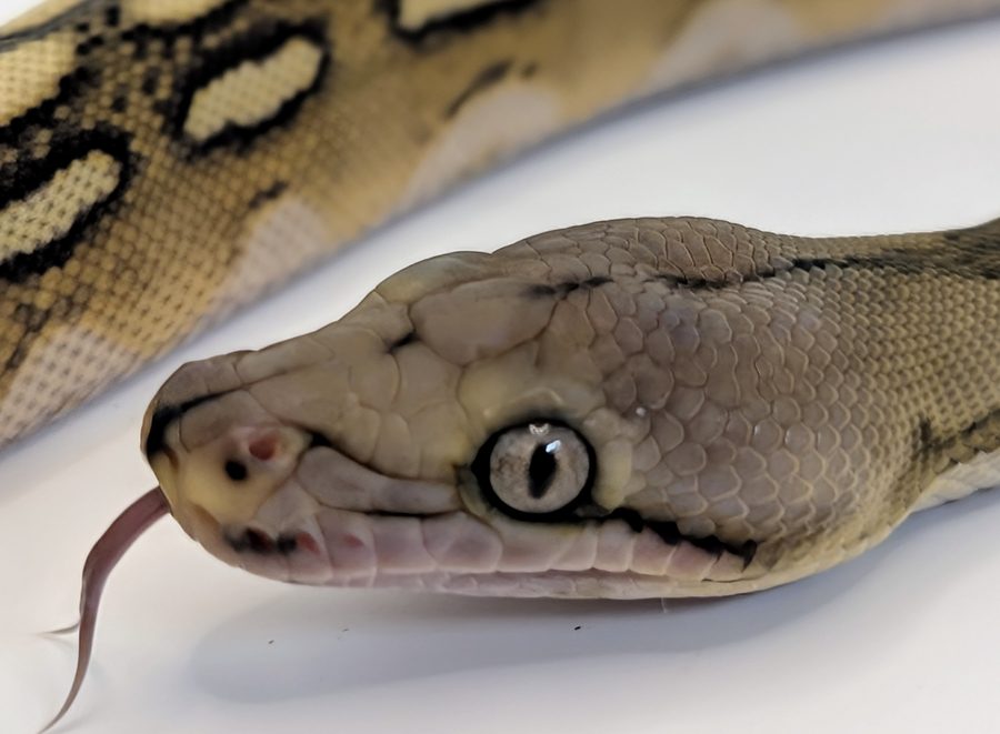 Reticulated python head profile — elongated head vs ball python.