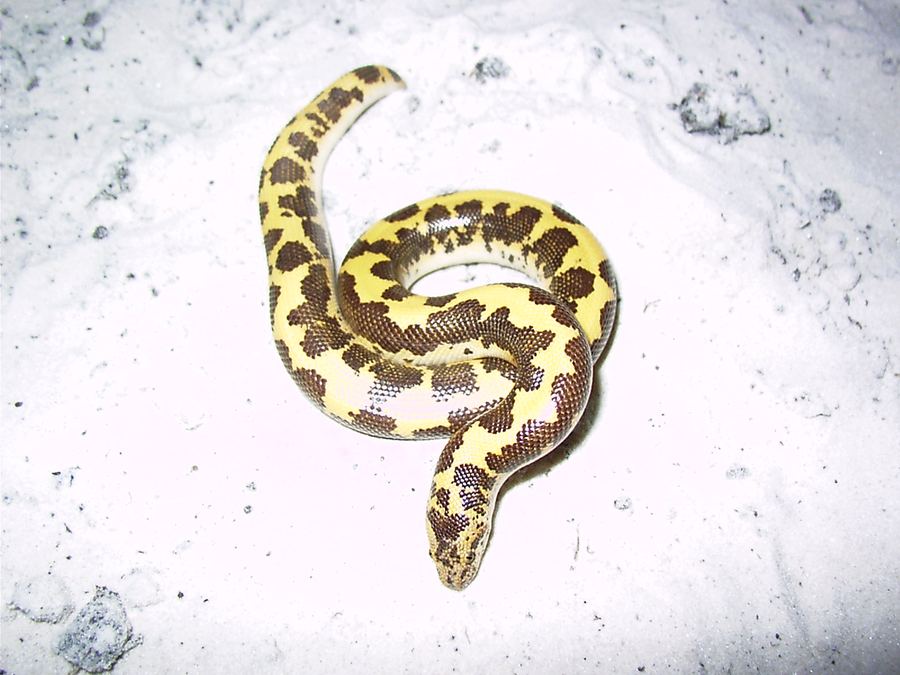 Captive Kenyan sand boa on fine sand — floor space and several inches of diggable substrate matter more than height for this burrower. Stock photo (Wikimedia Commons — Viki, CC BY-SA 3.0).