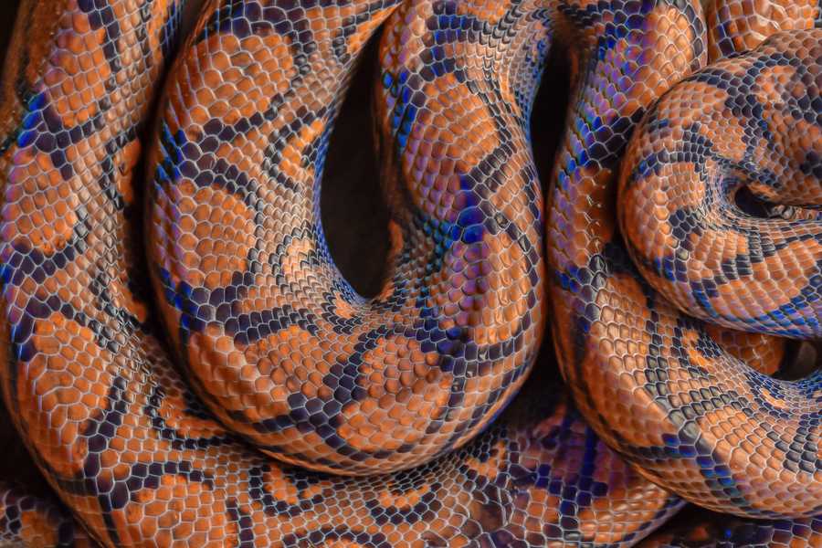 The Brazilian rainbow boa is a medium South American boa kept for deep reds, dark markings, and the famous iridescent sheen. They do well when humidity stays high without turning the box stagnant, temperatures stay moderate, and the floor holds moisture without staying filthy. Dr