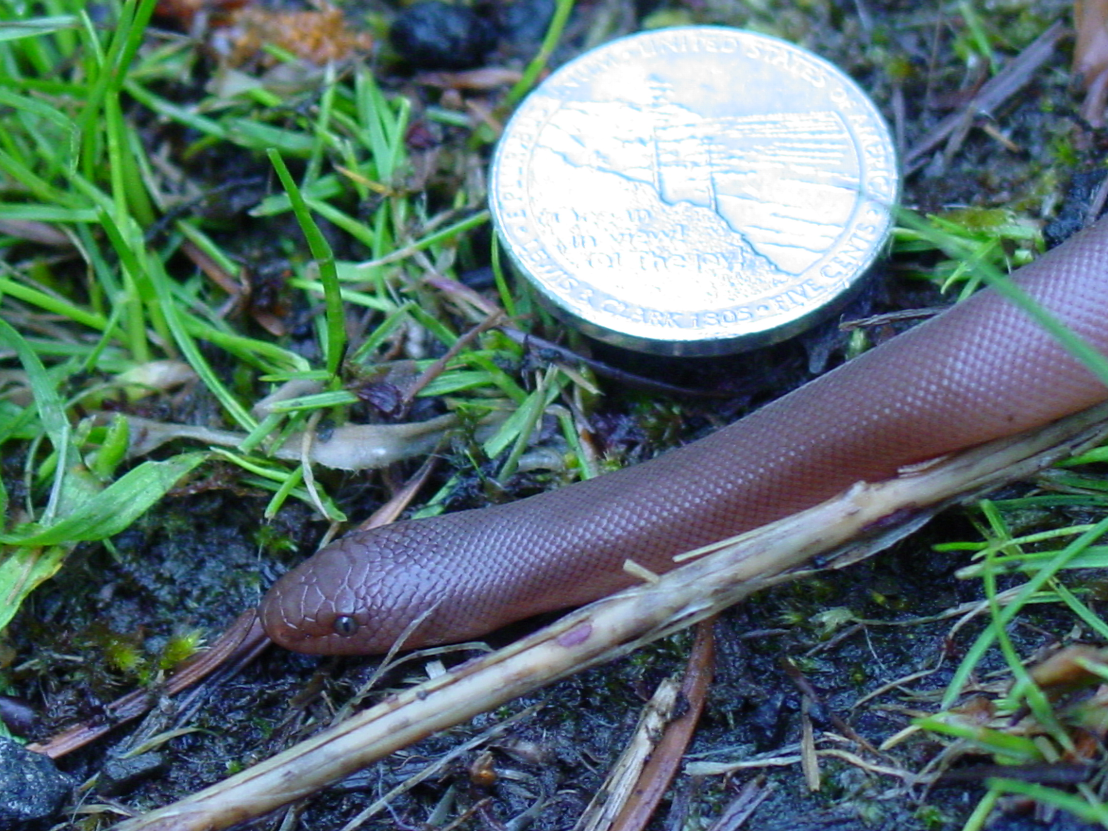 Small rubber boa with a US nickel for scale — cool-climate Charina stay modest in size; do not heat them like a tropical boa. Stock photo (Wikimedia Commons — Dar-Ape, Public domain).