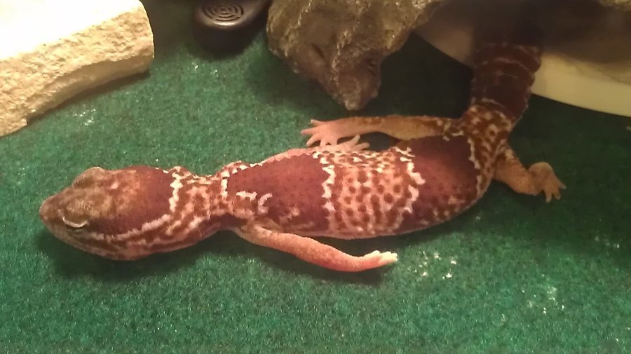African fat-tailed gecko resting near a hide on enclosure carpet — banded fat tail, not leopard gecko spots. Stock photo.