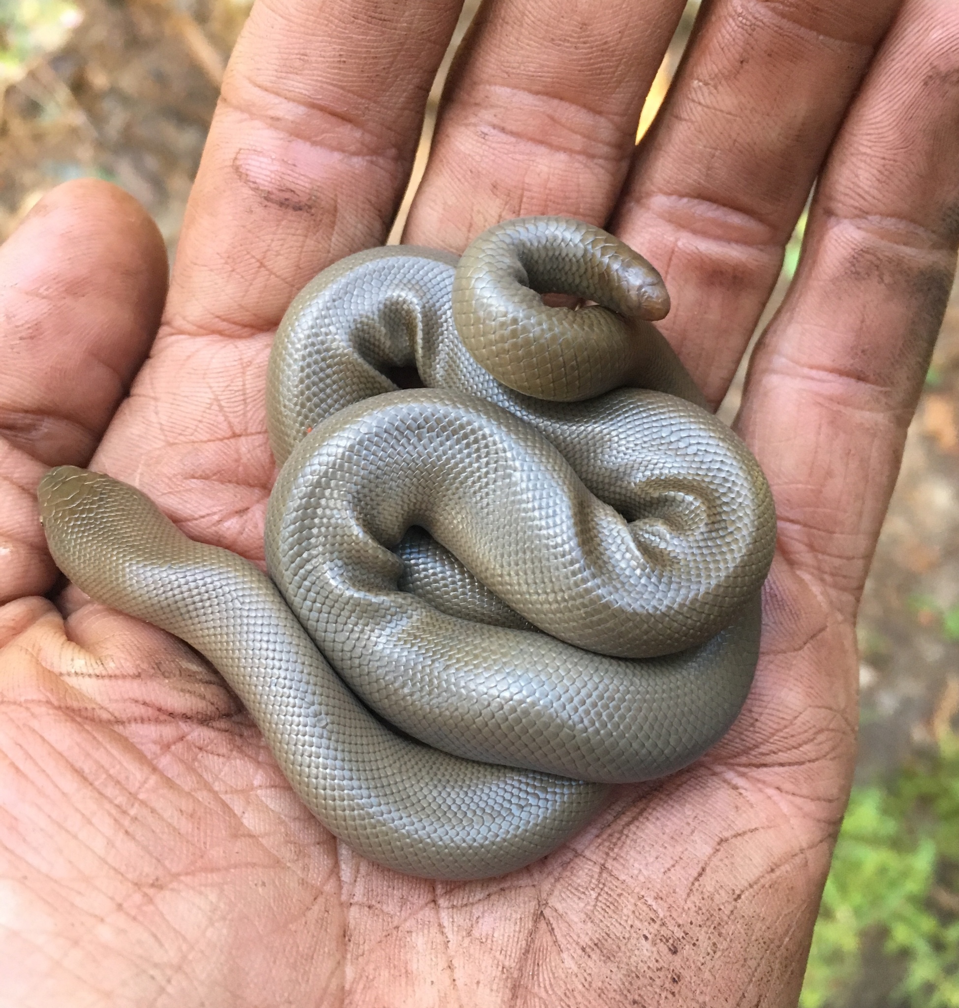 Rubber boa coiled in a palm — calm handling is common once settled; blunt tail and small size are clear in-hand. Stock photo (Wikimedia Commons — Matt Berger (iNaturalist), CC BY 4.0).