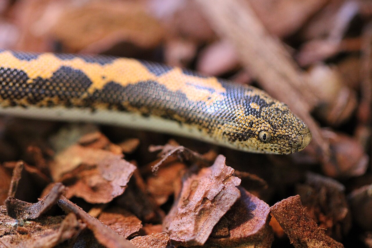 Close-up of wild-type Kenyan sand boa patterning — measure the warm surface the snake actually sits on or under (~90–95 F), not a sticker on the glass. Stock photo (Wikimedia Commons — The Reptilarium, CC BY-SA 2.0).