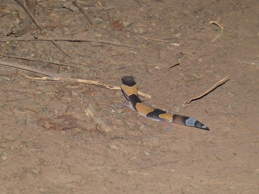 African fat-tailed gecko alternate angle showing thick banded tail — not a leopard gecko. Stock photo (iNaturalist CC-BY-NC); not publish-ready until Josh confirms license.