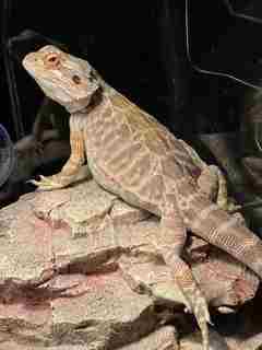 Bearded dragon relaxed on enclosure rock furniture. Loose mix underfoot is a later naturalistic floor, not the default first setup.
