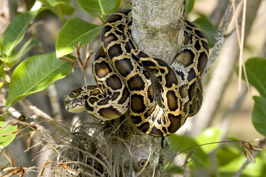 The Burmese python is a giant Asian constrictor kept for size, strength, and a long lifespan. They need a custom adult enclosure planned before purchase, thermostat-controlled heat, and a two-person handling rule once the animal is large. Check ownership and permit rules where yo