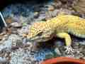 Leopard gecko head and eye detail. Loose mix underfoot is a later naturalistic floor, not the default first setup for juveniles.