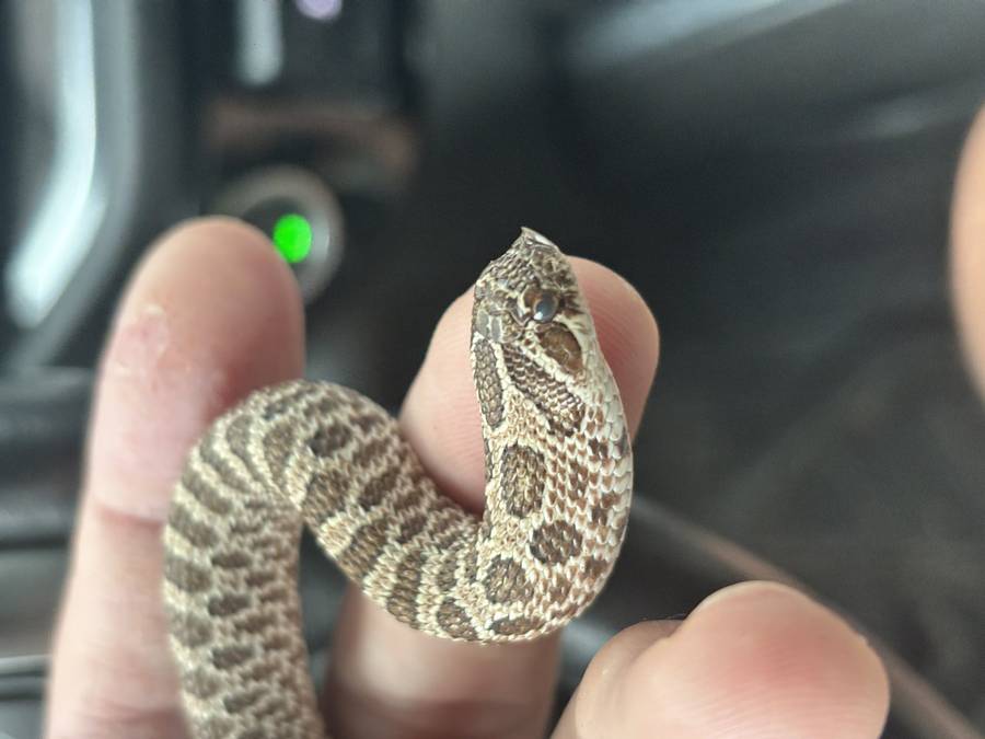 Western hognose hatchling head showing upturned shovel rostral
