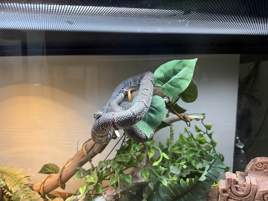 Gray-banded kingsnake in furnished enclosure on wood.