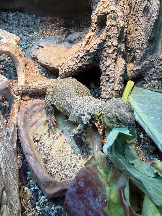 Geyr's uromastyx shedding while feeding; spiny tail and herbivore diet shown.