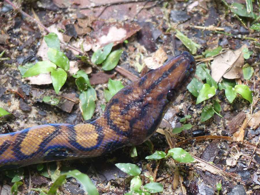 Brazilian rainbow boa head portrait — longitudinal head stripes and iridescent neck scales.