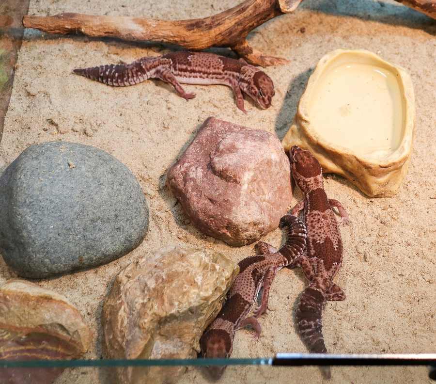 African fat-tailed geckos in a furnished terrarium (zoo exhibit; keep AFTs solitary at home). Stock photo.