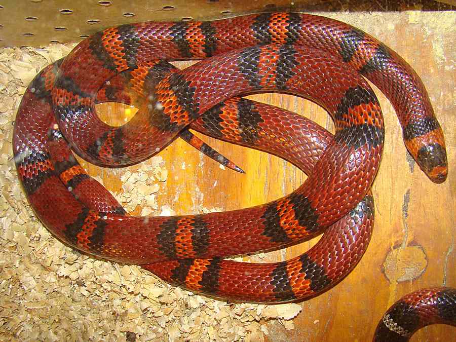 Honduran milksnake coiled on wood shavings — red/black/cream-orange tricolor rings.
