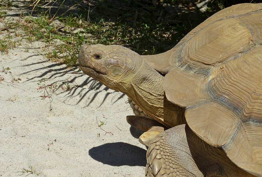 The sulcata tortoise (African spurred tortoise) is a giant grazing tortoise from the Sahel. Hatchlings are small and cheap; adults commonly reach 24 to 30 inches and 80 to 110 pounds, with some heavier, and they need outdoor pen space measured in hundreds of square feet. If you c