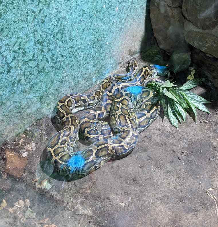 Burmese python in a zoo enclosure; large heavy body with labyrinth blotches (glass reflections present).