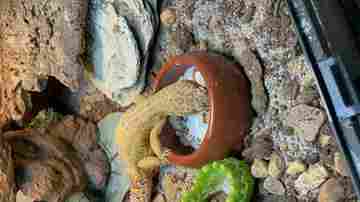Leopard gecko at a calcium dish — optional use some animals do; not a substitute for dusting insects.