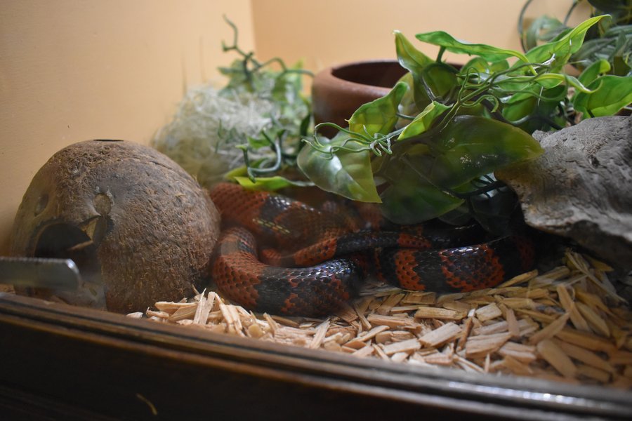 Honduran milksnake in a simple enclosure with coconut hide and wood-chip substrate.