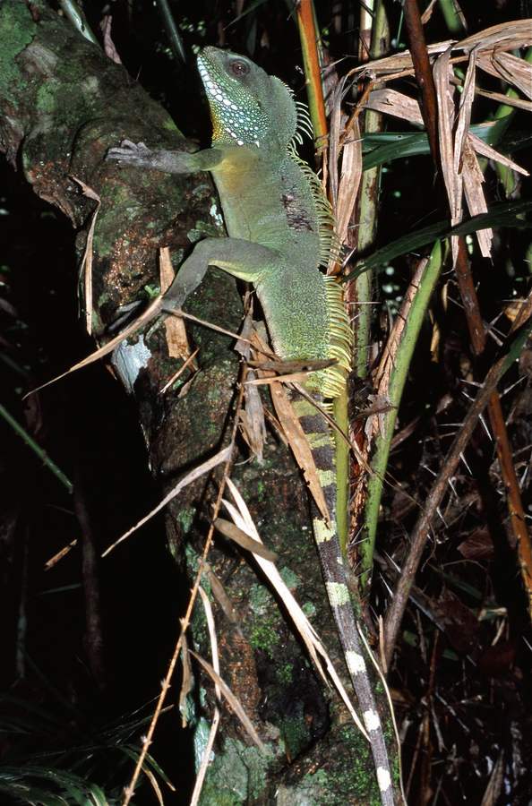 The Chinese water dragon is a large, green, arboreal lizard from Southeast Asian forest edges that dive into water when startled. Adults need a tall, roomy enclosure, strong UVB, a real swimming basin, and high humidity. They are a display species with a big footprint, not a star