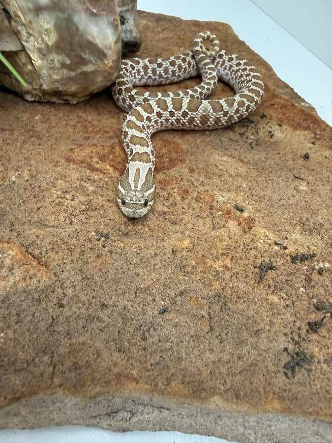 The western hognose is a small, stout plains snake kept for the upturned snout and the famous bluff display. They do well on a dry floor, a real warm hide, and frozen-thawed mice. They are rear-fanged; a bite can swell, and a blotched hog on a Cartersville property is often an eastern hognose, not an escaped pet.