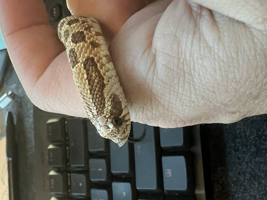 Western hognose juvenile tongue-flicking while handled