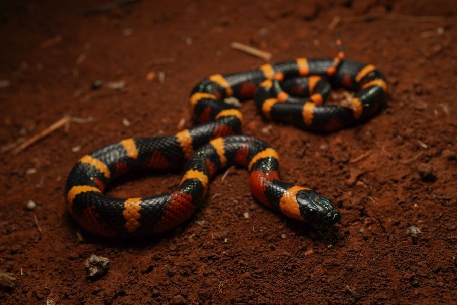 Honduran milksnake tricolor bands on soil. Stock photo (iNaturalist CC-BY-NC); confirm license before public publish.