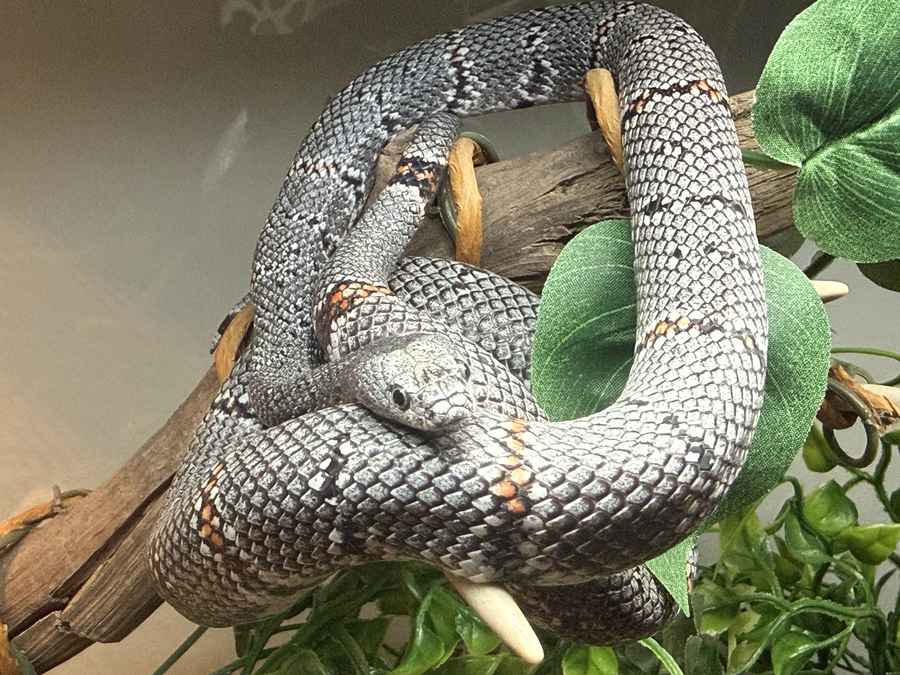 The gray-banded kingsnake is a small, brightly variable desert kingsnake from rocky Chihuahuan country in west Texas, New Mexico, and northern Mexico. They do well on a dry floor, a real warm hide and cool hide, and frozen-thawed mice once they are established rodent feeders. A b