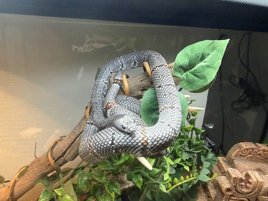 Gray-banded kingsnake coiled on branch in vivarium (same enclosure session — limited pose variety).