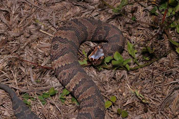 venomous-snake