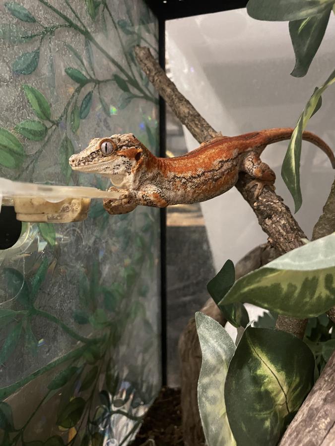 The gargoyle gecko is a stockier New Caledonian gecko named for the bony bumps on the skull, not for eyelashes. They use a complete gecko diet the way a crested does, and they take more insects. They climb, but they also walk the floor. They can drop a tail that grows back poorly, and they are more willing to bite than a typical crested. They are not a crested gecko with a different name.
