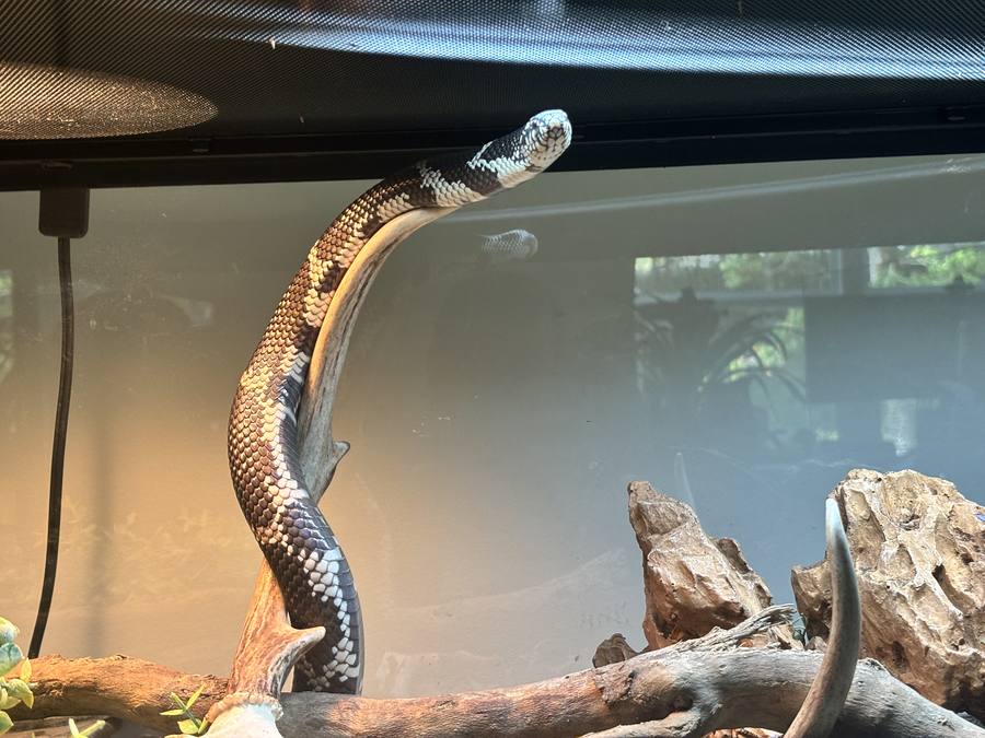 California kingsnake periscoping in enclosure.